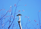Tree Swallow