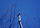 Tree Swallow