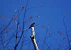 Tree Swallow