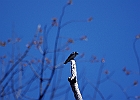 Tree Swallow