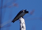 Tree Swallow