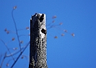 Tree Swallow Nest