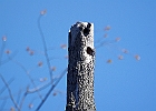 Tree Swallow nest
