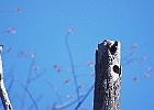 Tree Swallow