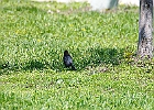 Brown-headed Cowbird (Male)