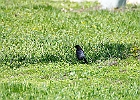 Brown-headed Cowbird (Male)