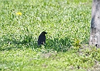 Brown-headed Cowbird (Male)