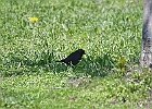 Brown-headed Cowbird (Male)