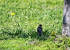 Brown-headed Cowbird (Male)