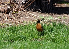 American Robin