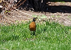 American Robin