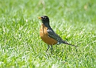 American Robin