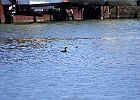 Double-crested Cormorant