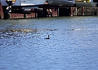 Double-crested Cormorant