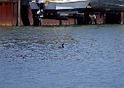 Double-crested Cormorant