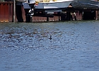 Double-crested Cormorant