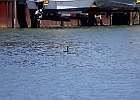 Double-crested Cormorant