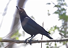 Brown-headed Cowbird (Male)