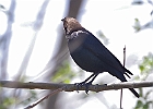 Brown-headed Cowbird (Male)