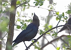 Brown-headed Cowbird (Male)