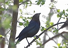 Brown-headed Cowbird (Male)