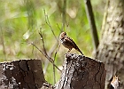Song Sparrow