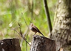 Song Sparrow