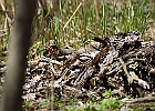 Song Sparrow