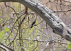 Red-winged Blackbird (Female)
