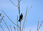 Red-winged Blackbird (Female)