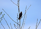 Red-winged Blackbird (Female)