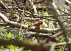 Northern Cardinal