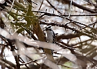 Downy Woodpecker