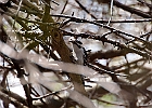 Downy Woodpecker