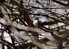 Downy Woodpecker
