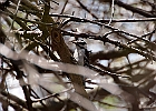 Downy Woodpecker