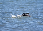Double-crested Cormorant