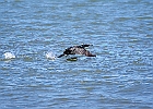 Double-crested Cormorant