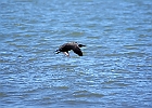 Double-crested Cormorant