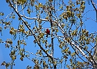 Northern Cardinal (Male)