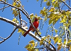 Northern Cardinal (Male)