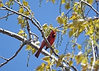 Northern Cardinal (Male)