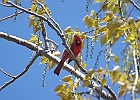 Northern Cardinal (Male)