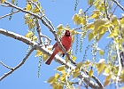 Northern Cardinal (Male)