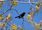 Red-winged Blackbird (Male)