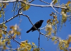 Red-winged Blackbird (Male)