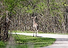 White-tailed Deer