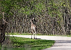 White-tailed Deer