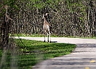 White-tailed Deer