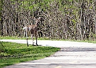 White-tailed Deer